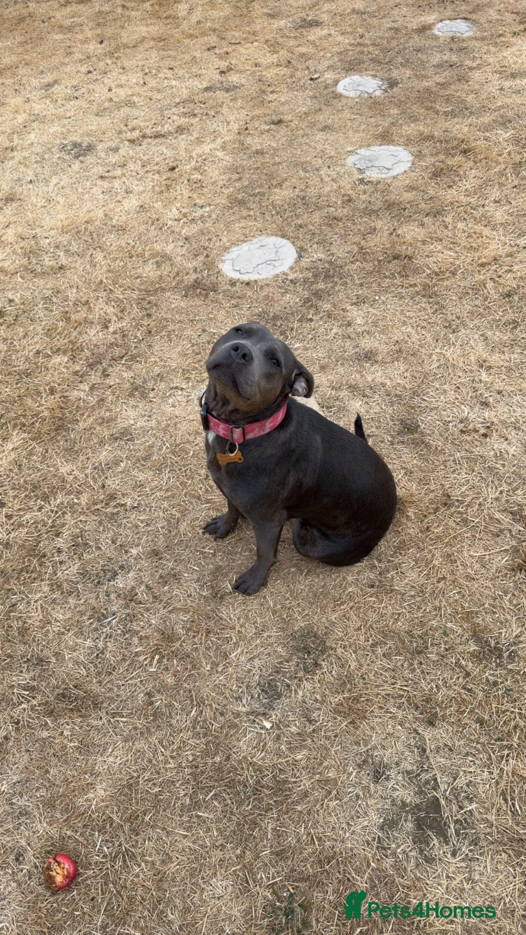 Staffordshire Bull Terrier dogs for sale: Kc reg female blue Staffordshire bull terrier  in Northampton - Advert 3