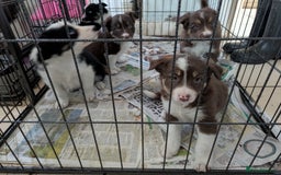 Border Collie dogs for sale: 6th Generation pedigree border collies  - Image 7