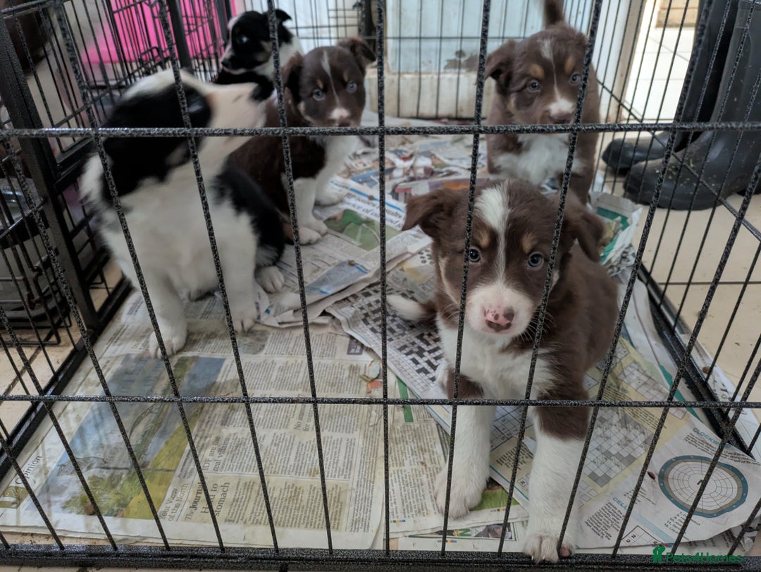 Border Collie dogs for sale: 6th Generation pedigree border collies  - Image 7
