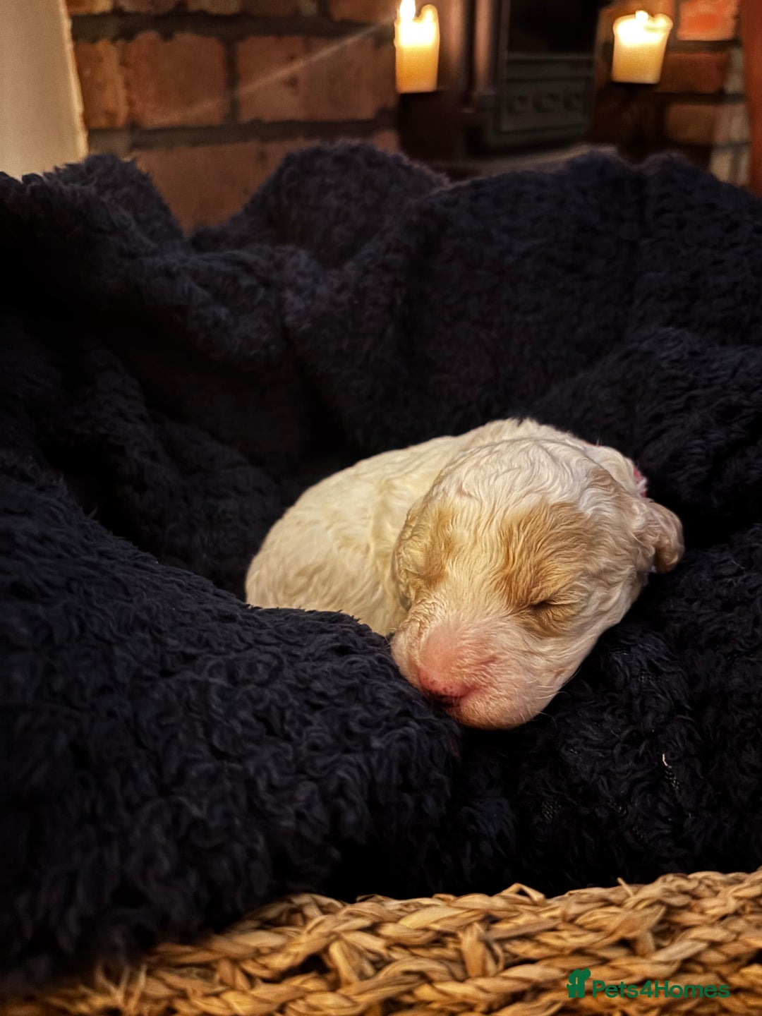 Cavapoochon dogs for sale: 5 cavapoochon puppies looking for forever homes - Image 2