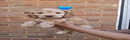 Cockapoo dogs for sale: Gorgeous F1 Cockapoo Pups  in Bexhill-on-Sea - Advert 6