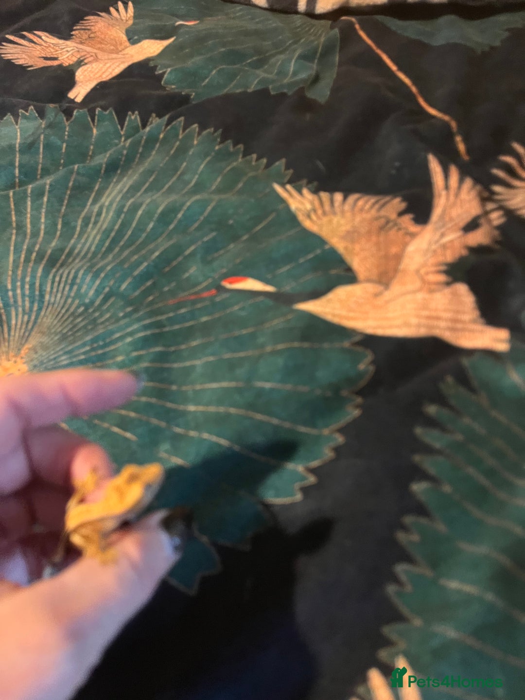 Gecko reptiles for sale: Crested gecko babies  - Advert 4