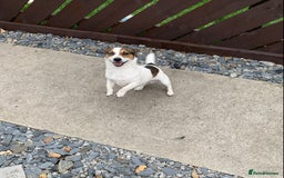 Jack Russell dogs for stud: Jack Russell for stud in Seaham - Image 3