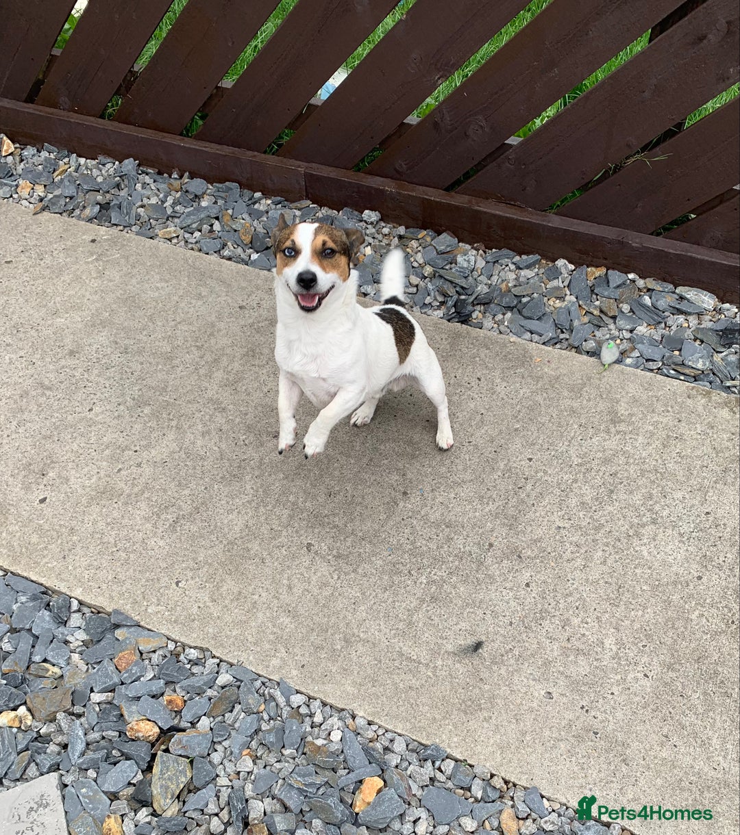 Jack Russell dogs for stud: Jack Russell for stud in Seaham - Image 3