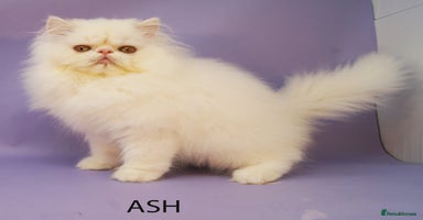 Persian cats - Advert 2