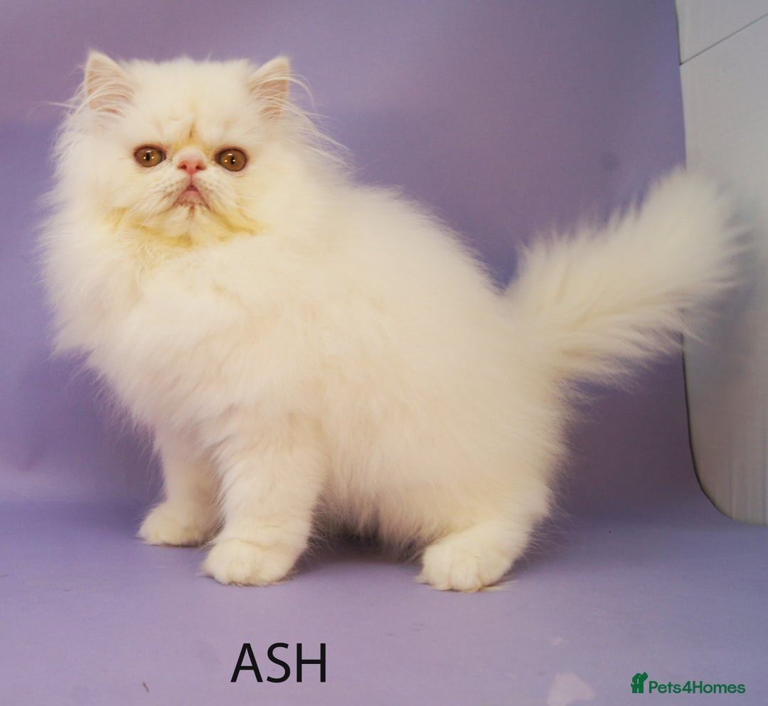 Persian cats for sale: Beautiful Persian Kittens Ready for Forever Homes - Image 3