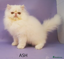 Persian cats - Advert 2