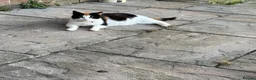 Mixed Breed cats for sale: Adorable 4 kittens  - Advert 3