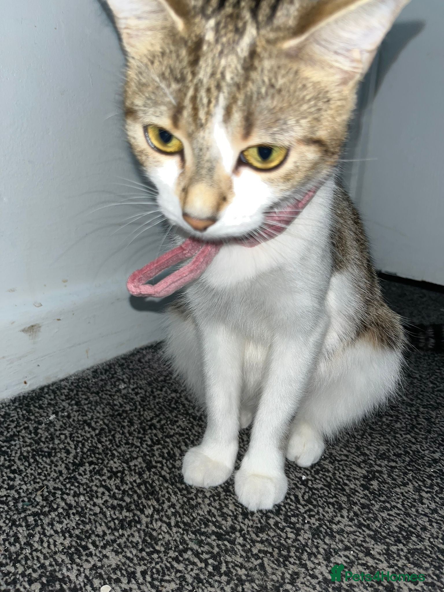 Mixed Breed cats 3 cats for sale  - Advert 1