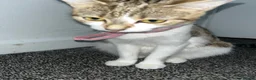 Mixed Breed cats for sale: 3 cats for sale  - Advert 1
