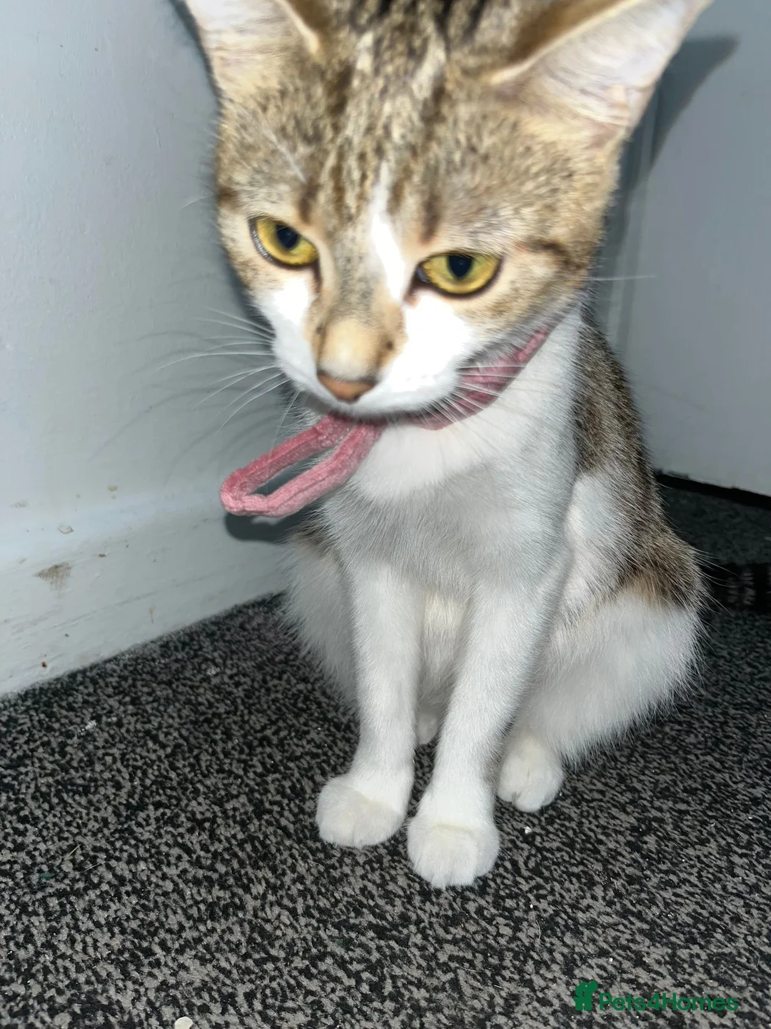 Mixed Breed cats for sale: 3 cats for sale  - Advert 1