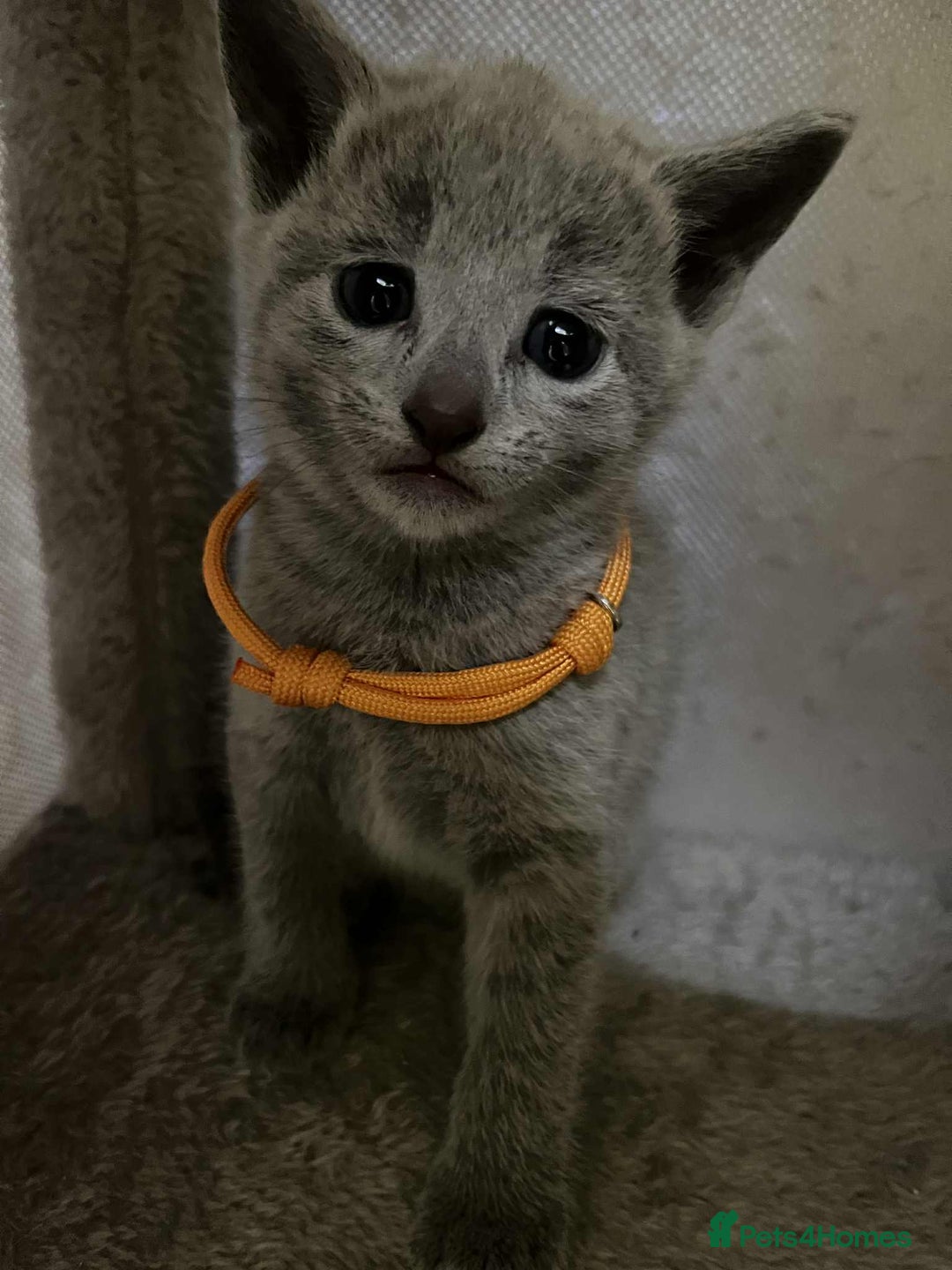 Russian Blue cats for sale: TICA REGISTERED Pure Breed Russian Blue Kittens - Advert 11