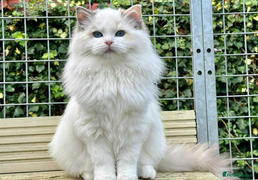 Ragdoll cats for sale: Bkue tortie point/bicolour - Advert 1