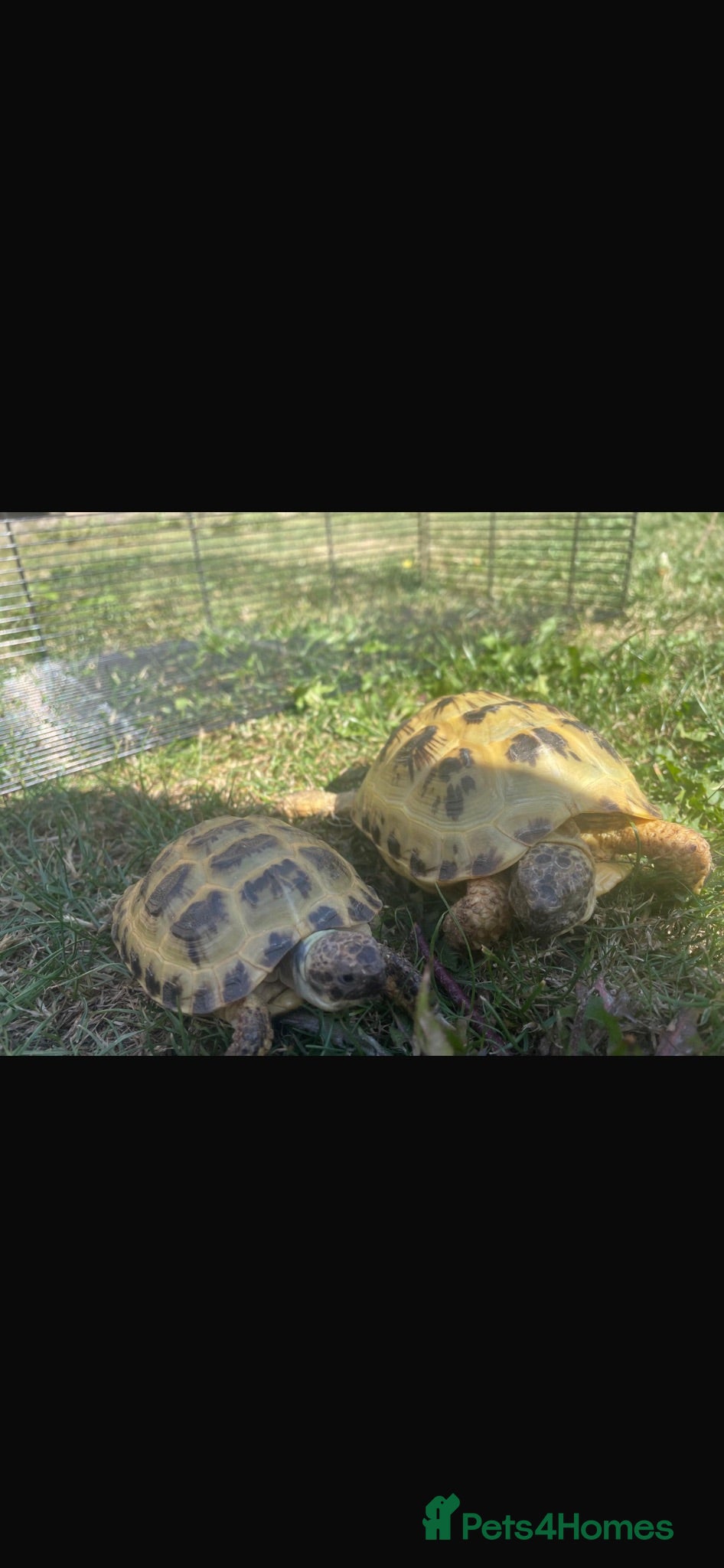 Tortoise reptiles Horsefield tortoises x2 with enclosure  - Advert 1