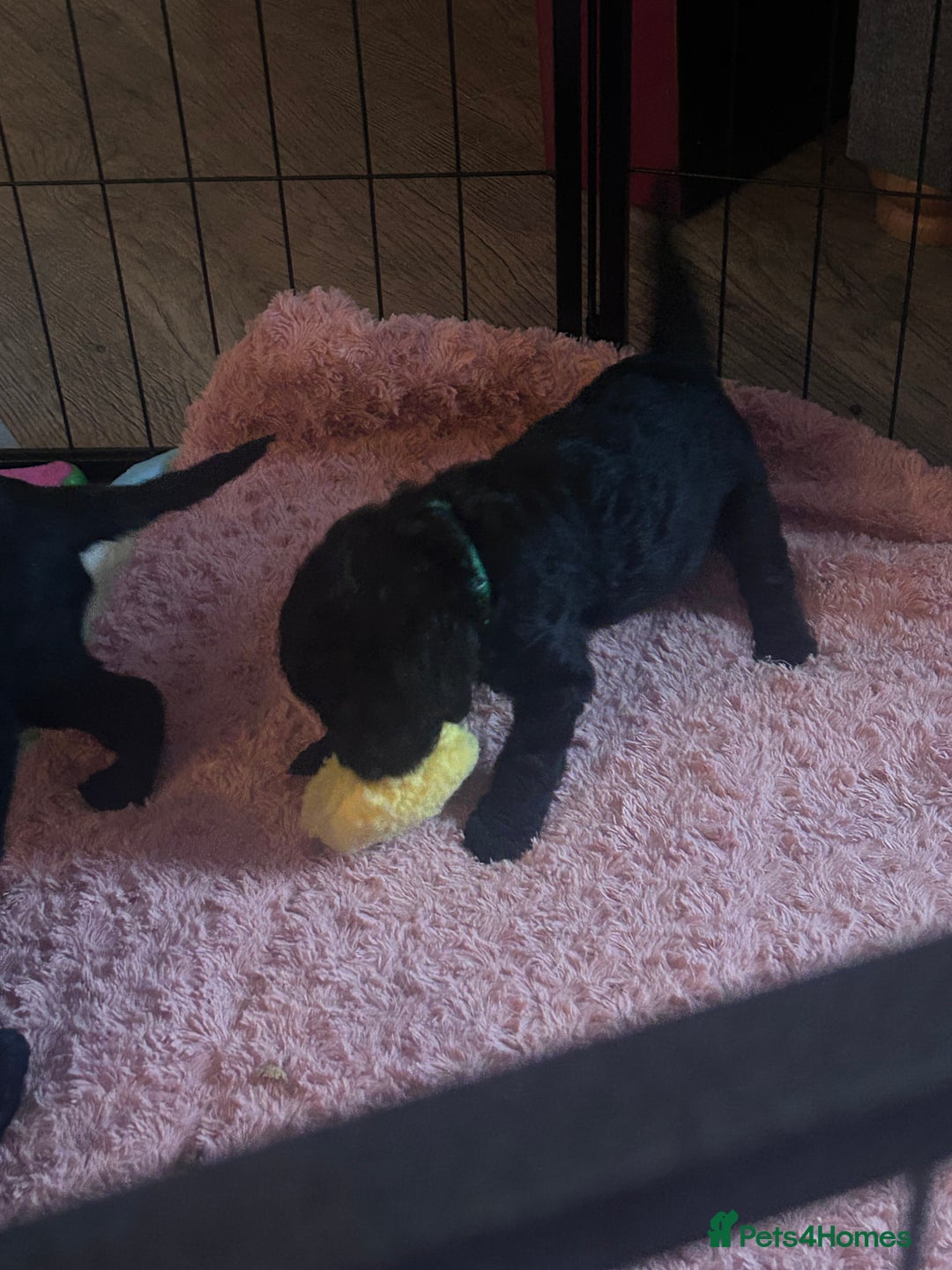 Labradoodle dogs for sale: F1B Labradoodle puppies - Advert 6