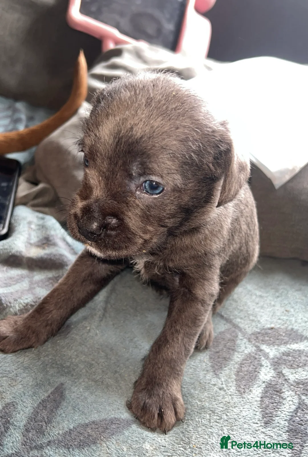 Mixed Breed dogs for sale: Cane Corso puppy - Advert 4