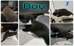 Mixed Breed cats for sale: 4 stunning bengal cross kittens ready 14/09/25 - Image 1