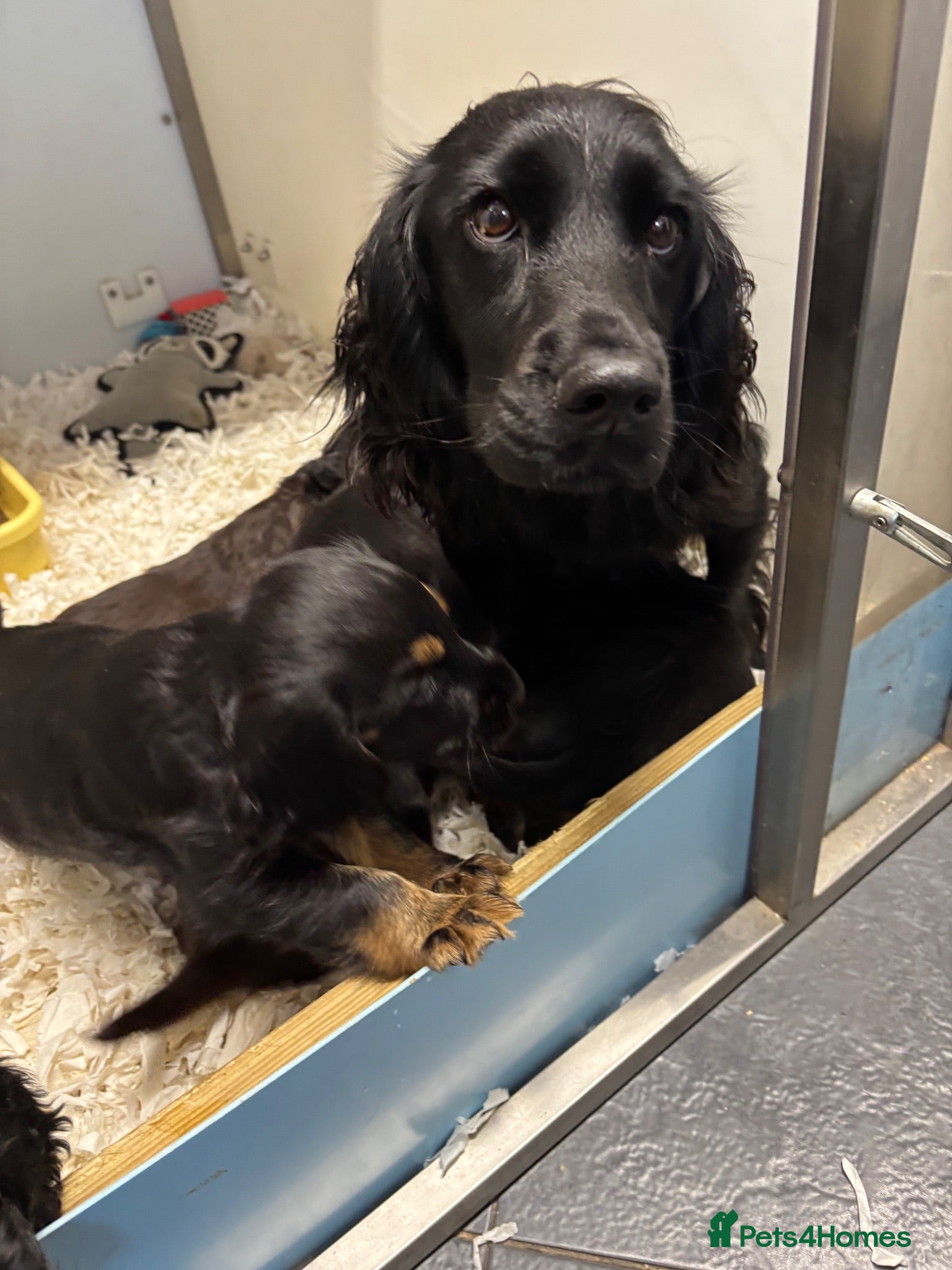 Cocker Spaniel dogs Kc working type cocker spaniels  - Advert 2