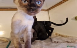 Mixed Breed cats for sale: Bengamese kittens, Bengal/Siamese mix  - Image 6