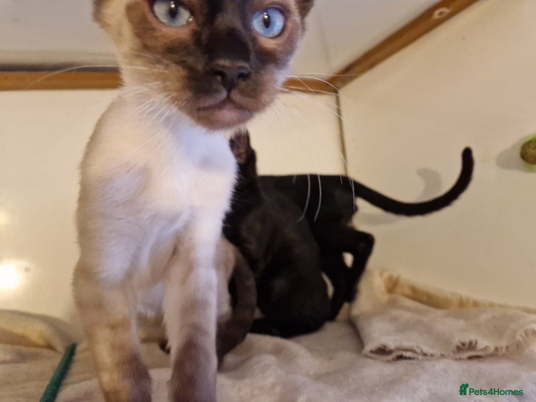 Mixed Breed cats for sale: Bengamese kittens, Bengal/Siamese mix  - Image 6