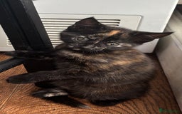 Mixed Breed cats for sale: 1/4 Maincoon dog friendly kittens - Image 11