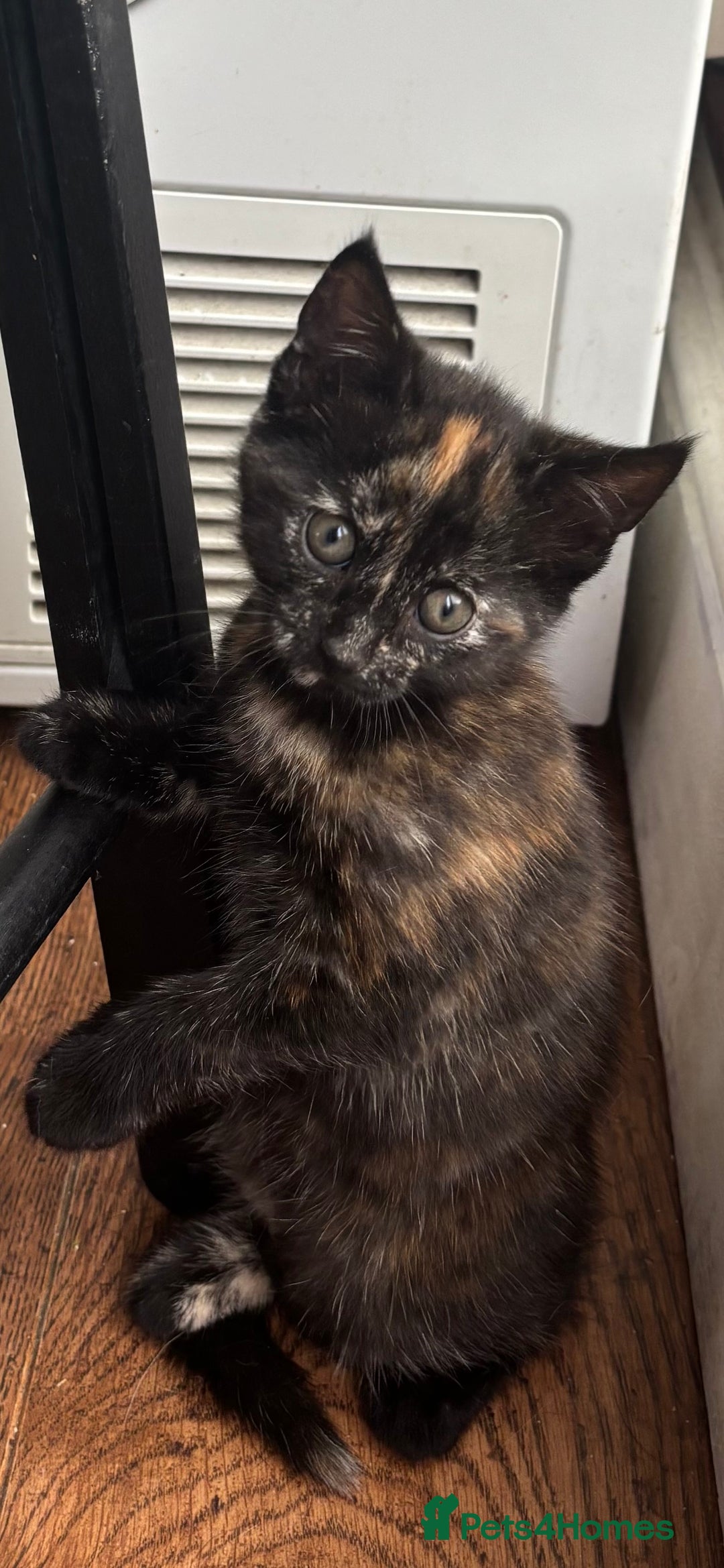 Mixed Breed cats for sale: 1/4 Maincoon dog friendly kittens - Image 11
