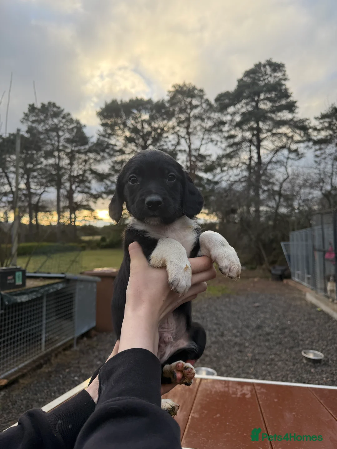 Sprollie dogs for sale: Striking Springer Spaniel x Collie Puppies - Advert 11