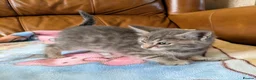 Bengal cats for sale: Adorable friendly Bengal kittens ready now!! - Advert 9