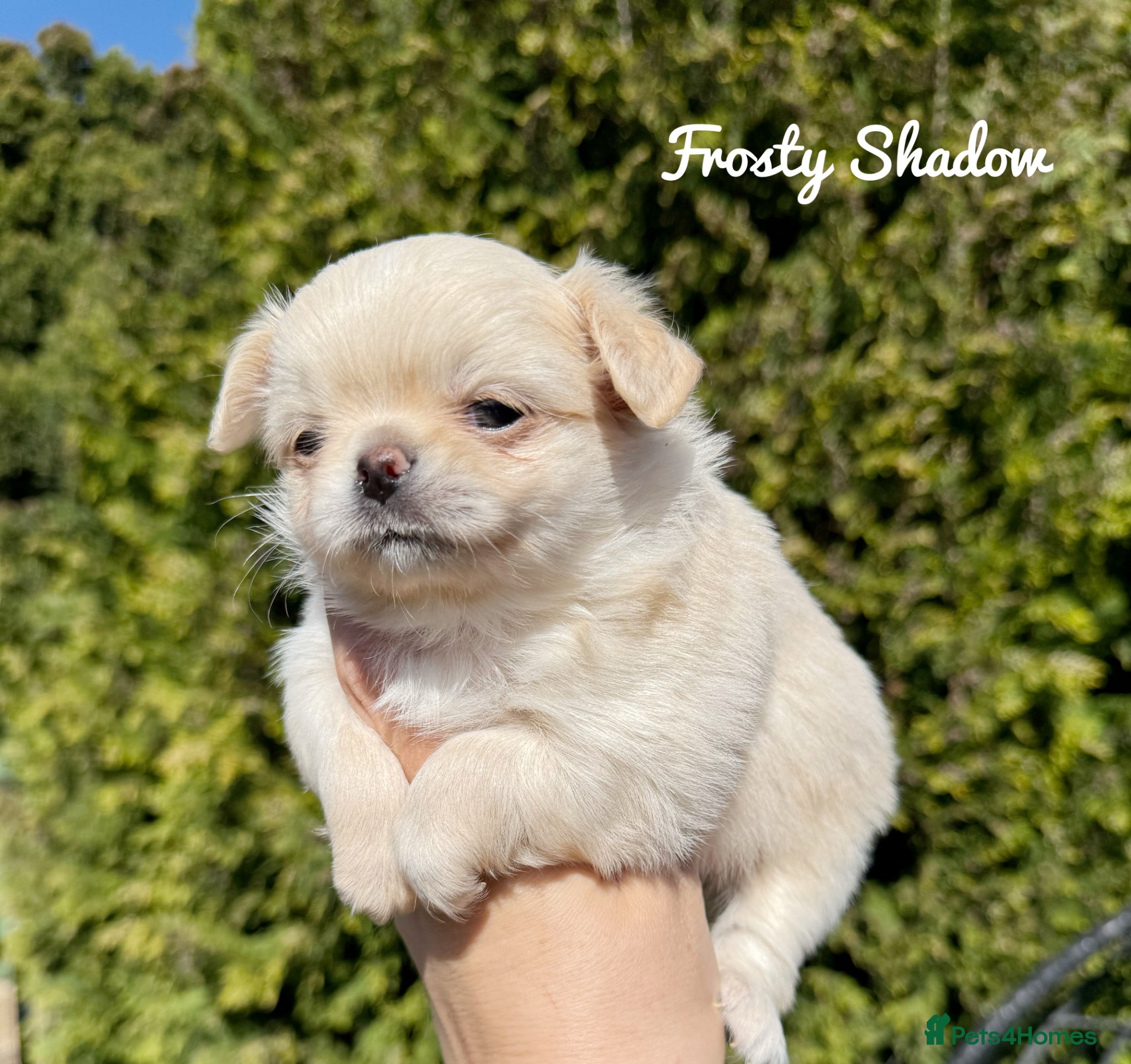 Chihuahua dogs KC long coat cream show line chihuahua puppies  - Advert 7