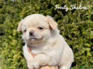 Chihuahua dogs KC long coat cream show line chihuahua puppies - Advert 7