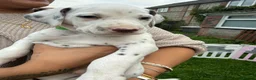 Dalmatian dogs for sale: Unexpectedly re-available Dalmatian girl-ready now - Advert 18