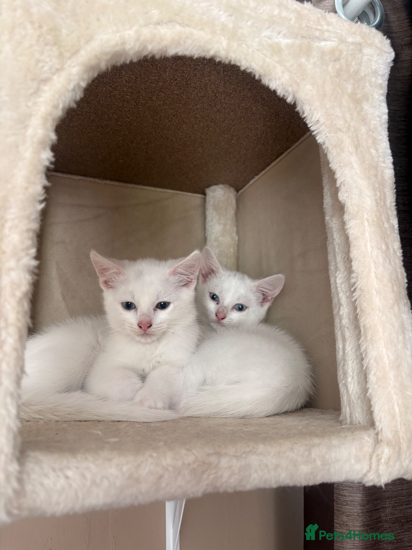 Mixed Breed cats Beautiful Kittens  - Advert 2