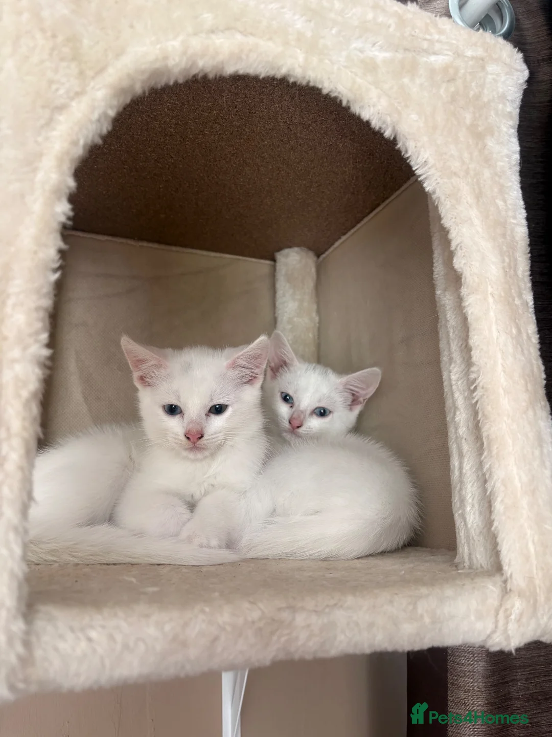 Mixed Breed cats for sale: Beautiful Kittens  - Advert 1