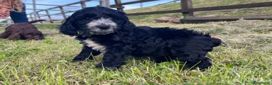 Cockapoo Puppy 2