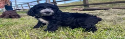 Cockapoo dogs for sale: Three Cockapoo boys  - Advert 4