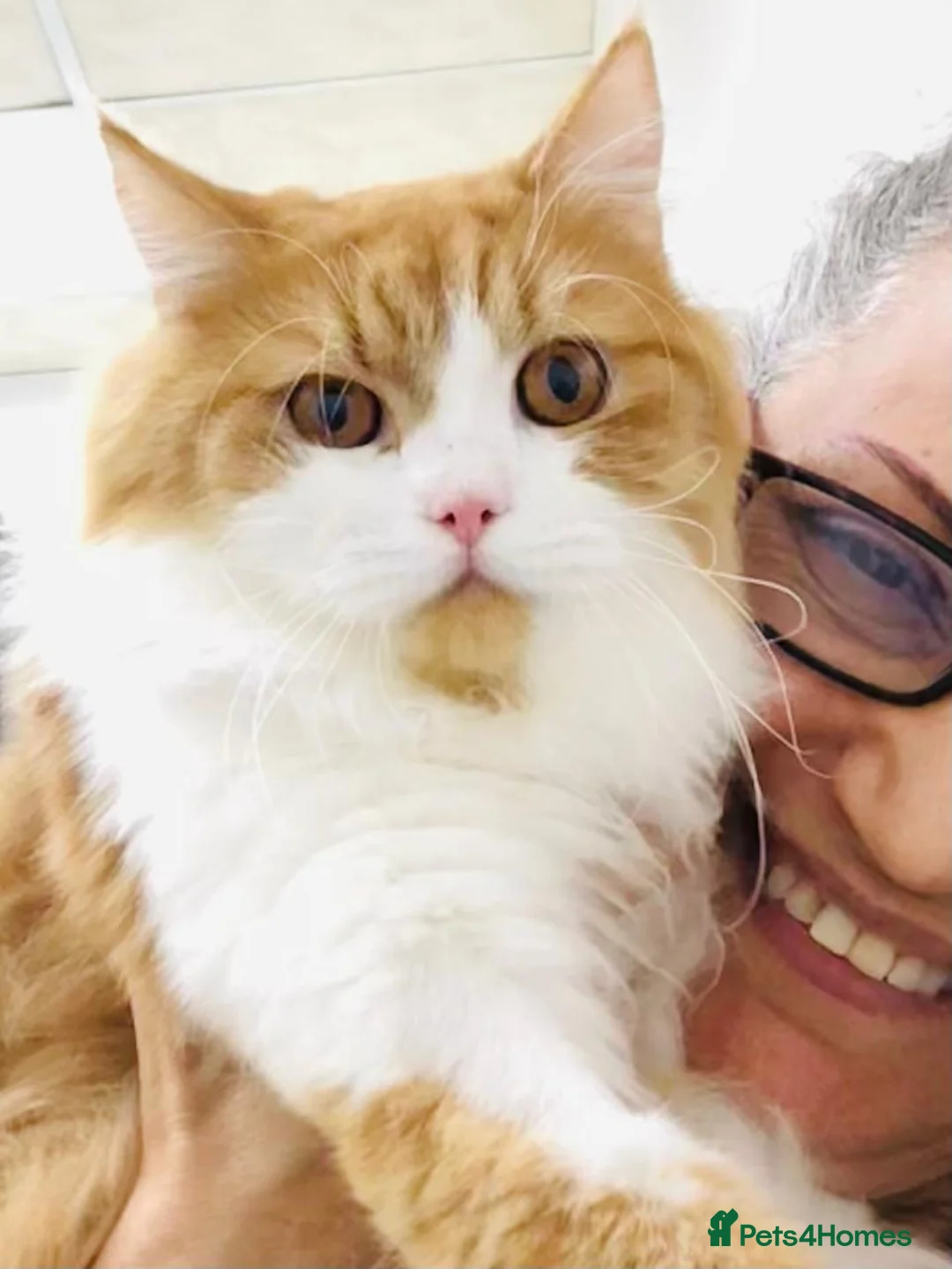 Mixed Breed cats for adoption: ASTRO -BIG BOY CALM NEUTERED AFFECTIONATE  - Advert 3