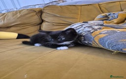 British Shorthair cats for sale: 5 adorable, playful kittens for sale. - Image 1