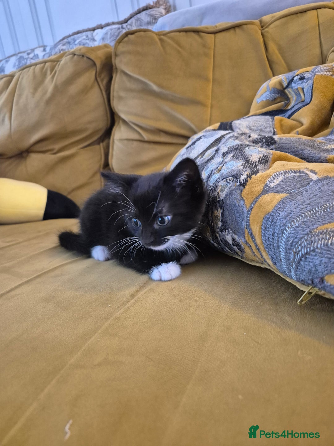 British Shorthair cats for sale: 5 adorable, playful kittens for sale. - Image 1