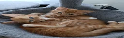 British Longhair cats for sale: Mr Ginger Boy - Advert 2