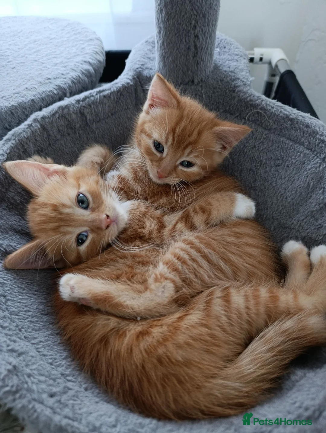 British Longhair cats for sale: Mr Ginger Boy - Advert 2