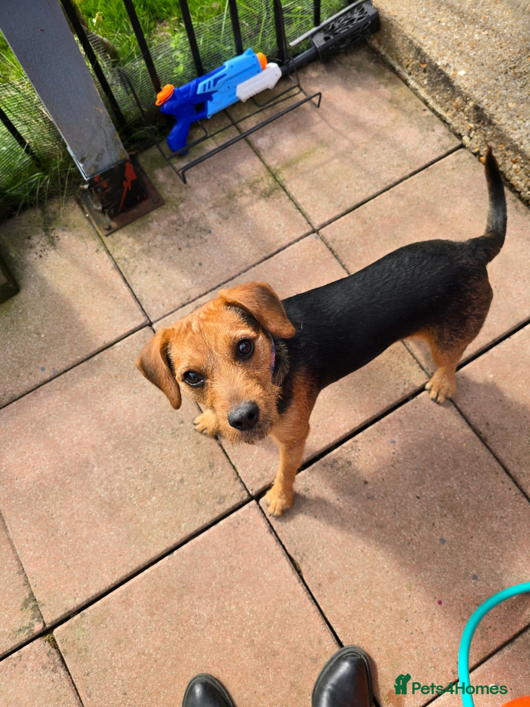 Mixed Breed dogs for adoption: Toby the Terrier - Image 7