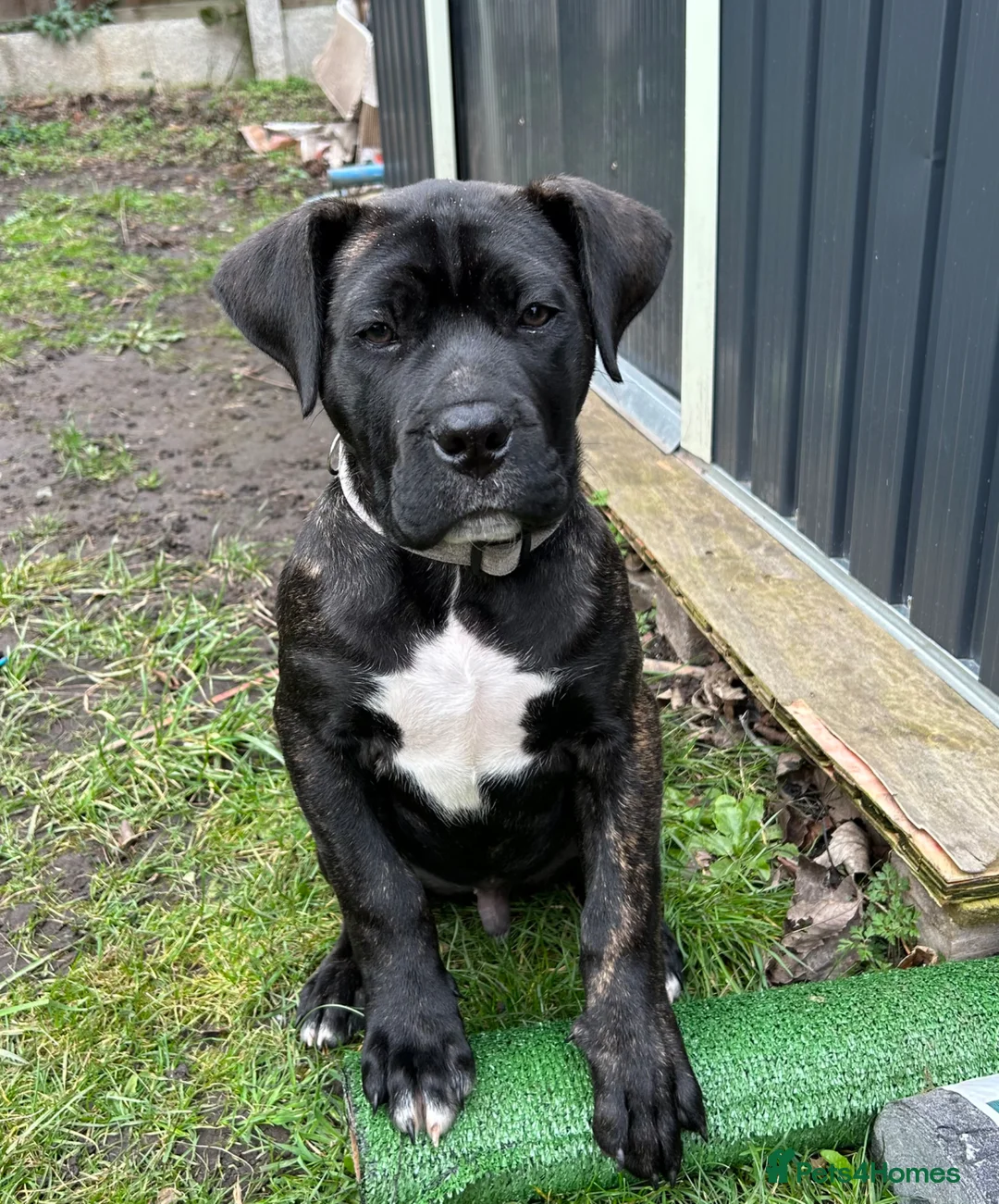 Presa Canario dogs for sale: Presa Canario 3 years Old - Advert 5