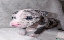 American Bully dogs for sale: Abkc Pocket Bully X Abkc classic Bully puppies - Image 5