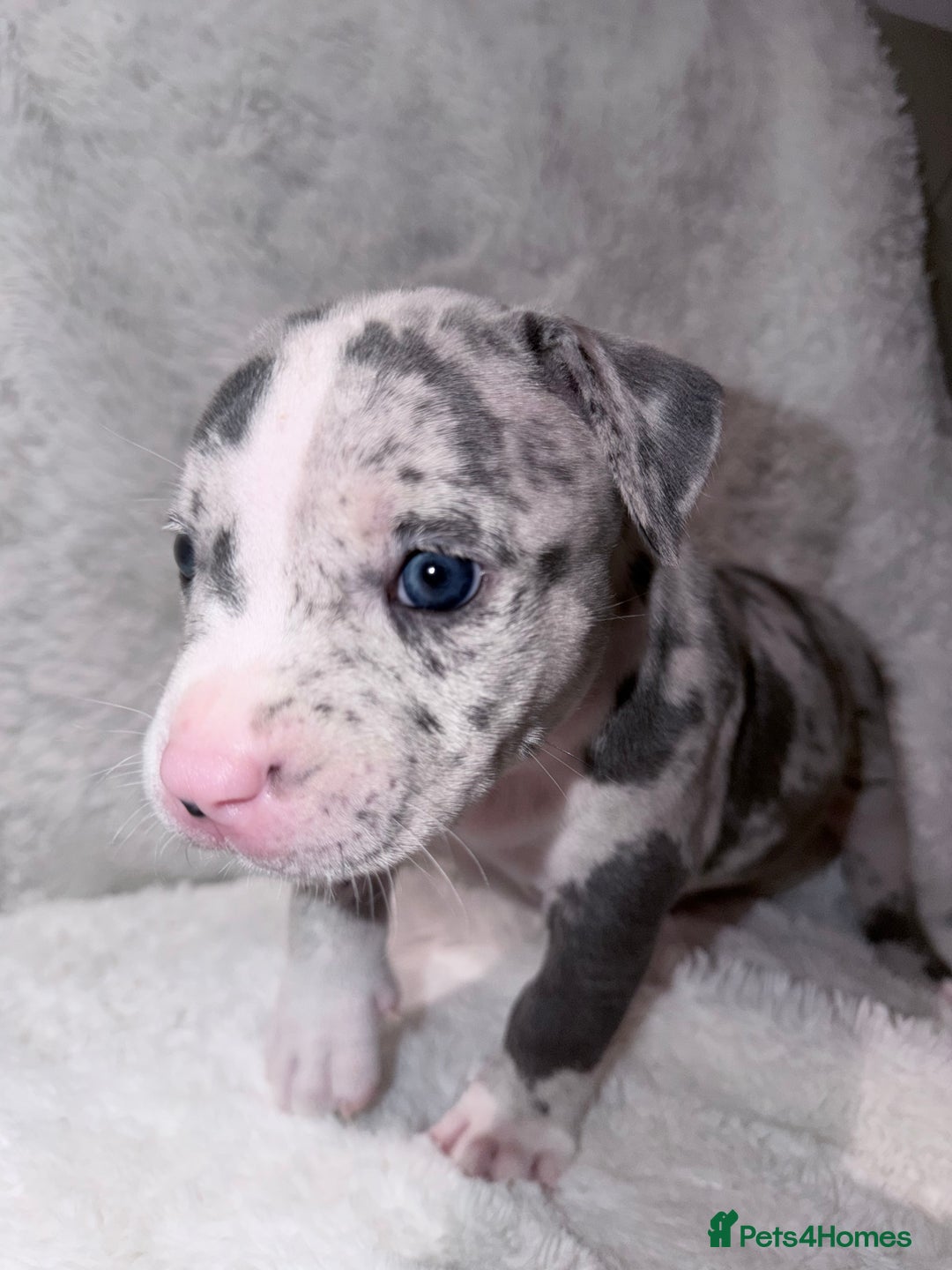 American Bully dogs for sale: Abkc Pocket Bully X Abkc classic Bully puppies - Image 5
