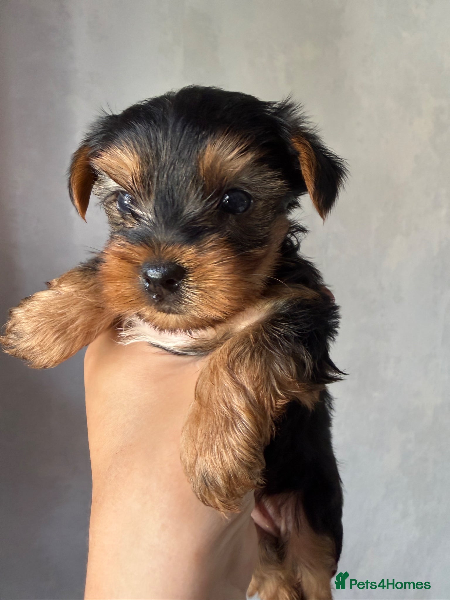 Yorkshire Terrier dogs for sale: Mini Yorkshire terrier 2kg  - Advert 12