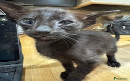 Oriental cats for sale: Oriental kittens  - Image 2