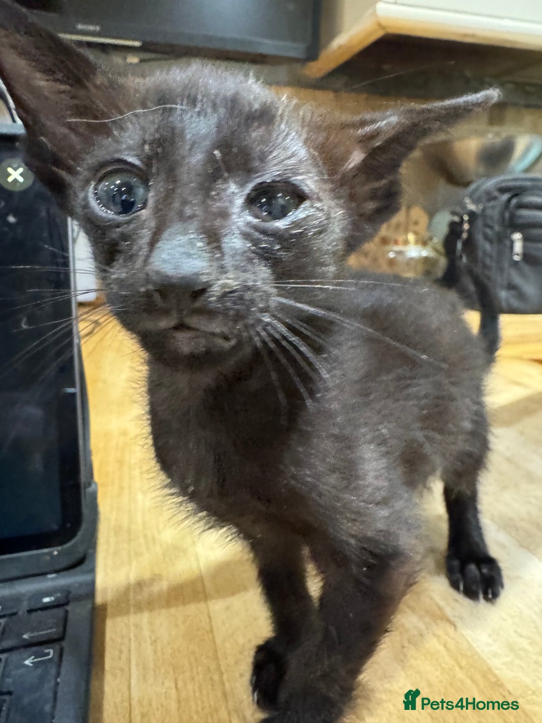 Oriental cats for sale: Oriental kittens  - Image 2