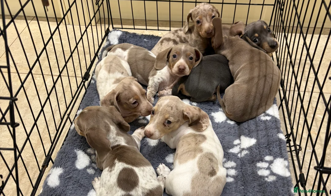 Miniature Dachshund dogs for sale: Miniature dachshund puppies for sale  - Advert 7
