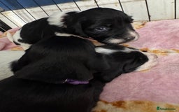 Sprocker dogs for sale: Beautiful Sprocker spaniel puppies ALL GIRLS - Image 14