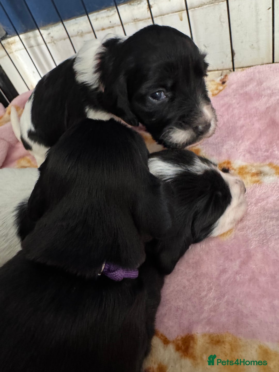 Sprocker dogs for sale: Beautiful Sprocker spaniel puppies ALL GIRLS - Image 14